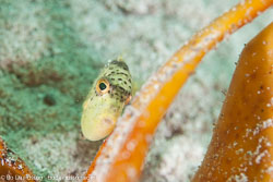 BD-111128-Raja-Ampat-5465-Pseudobalistes-flavimarginatus-(Rüppell.-1829)-[Yellowmargin-triggerfish].jpg